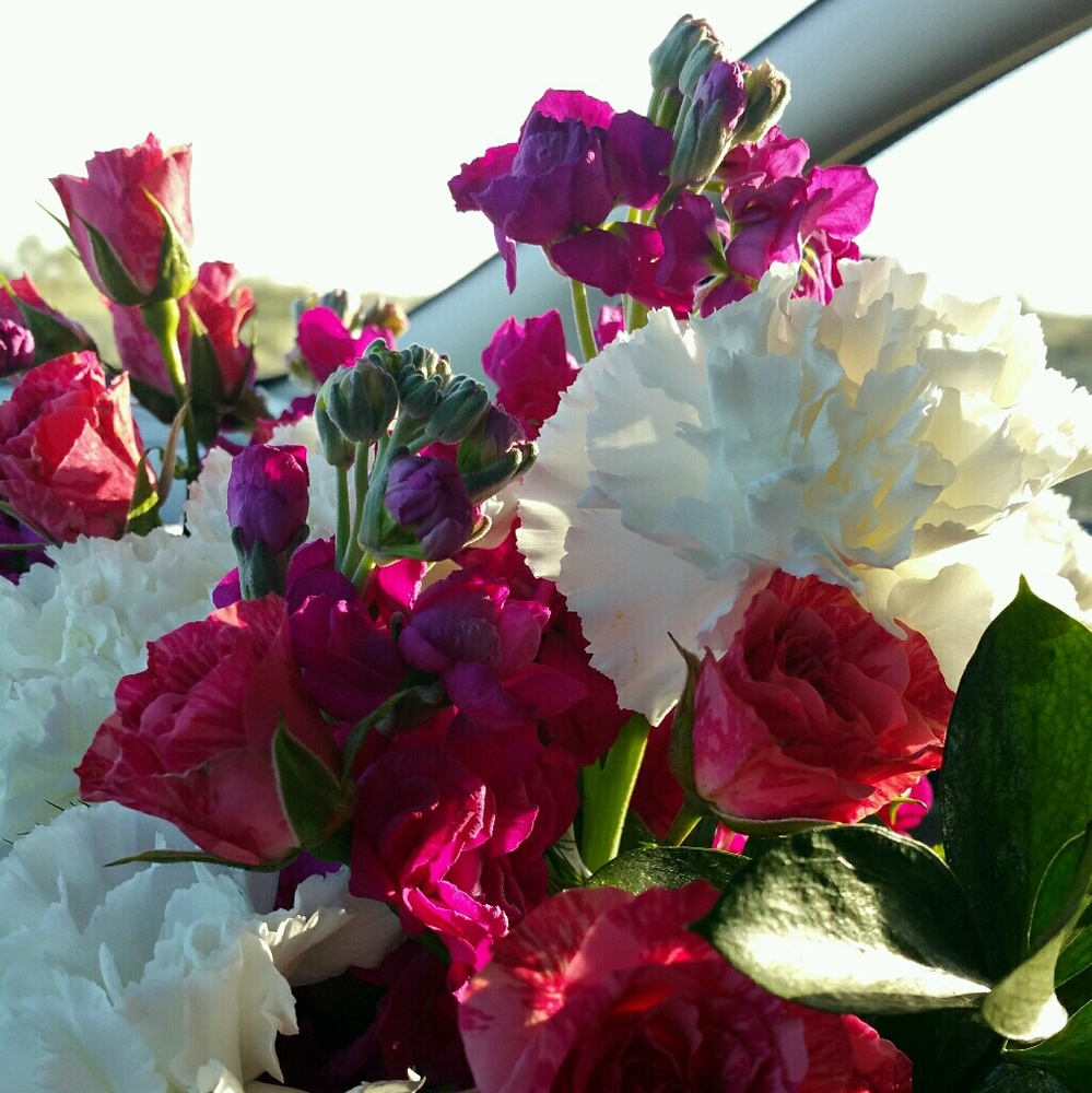 Meet your Posher, Maria